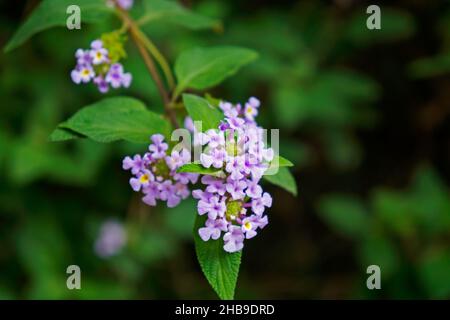 Fiori di lippia (Lippia alba) Foto Stock