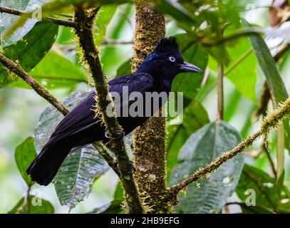 Un Umbrellabird amazzonico (Cephalopterus ornatus) arroccato su un ramo. Podocarpus National Park, Ecuador, Sud America. Foto Stock