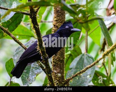 Un Umbrellabird amazzonico (Cephalopterus ornatus) arroccato su un ramo. Podocarpus National Park, Ecuador, Sud America. Foto Stock