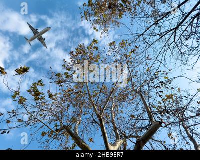 Aeroplano che vola al di sopra della foresta, vista dal basso Foto Stock