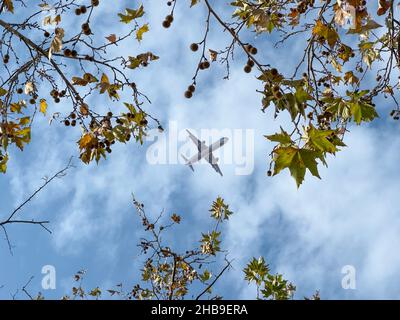 Aeroplano che vola al di sopra della foresta, vista dal basso Foto Stock