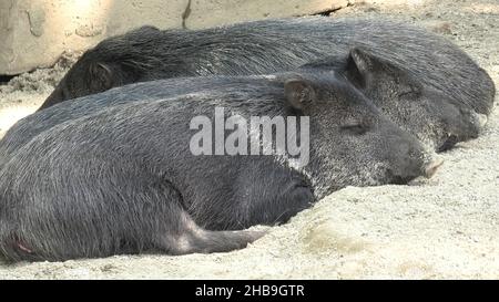 Cinghiali Peccari Collared che dormono in fila. Dicotyles tajacu specie provenienti dall'Europa e dall'Eurasia. Foto Stock