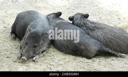 Cinghiali Peccari Collared che dormono, Dicotyles tajacu specie d'Europa ed Eurasia. Foto Stock