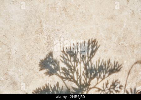 Un'ombra grigia di foglie su una parete di luce. Astratto sfondo neutro del concetto di natura. Spazio per il testo. Foto di alta qualità Foto Stock