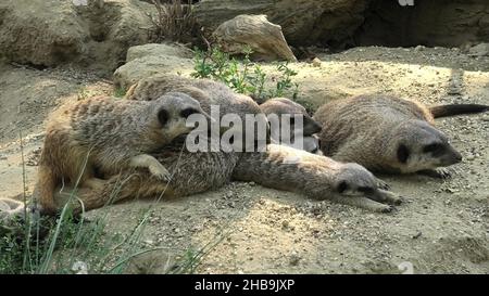 primo piano su una folla di meerkats o suricati dormire insieme. Specie Suricata suricatta della famiglia Herpestidae, genere Suricata. Vivere in Foto Stock