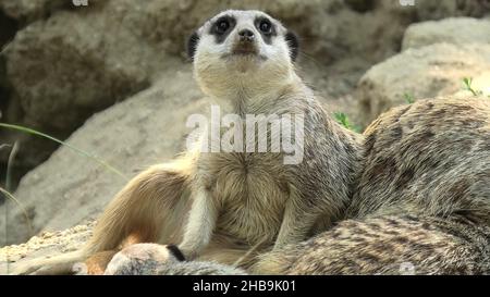 primo piano su una folla di meerkats o suricati dormire insieme. Specie Suricata suricatta della famiglia Herpestidae, genere Suricata. Vivere in Foto Stock