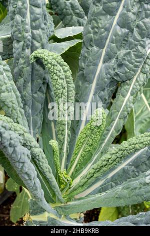 Issaquah, Washington, Stati Uniti. Dino kale Plant, noto anche come Black Kale, Black Tuscan Palm Kale, Dinosaur Kale, Italian Kale, Nero di toscana, Tuscan, T Foto Stock