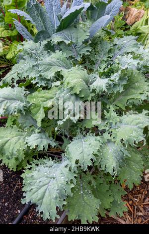 Issaquah, Washington, Stati Uniti. Red Russian Kale pianta davanti, e Dinosaur Kale dietro. Foto Stock