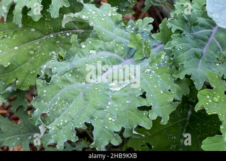 Issaquah, Washington, Stati Uniti. Red Russian Kale pianta davanti, e Dinosaur Kale dietro. Foto Stock