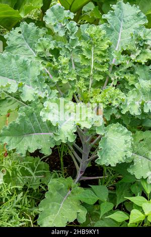 Issaquah, Washington, Stati Uniti. Red Russian Kale pianta davanti, e Dinosaur Kale dietro. Foto Stock