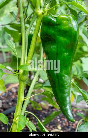 Issaquah, Washington, Stati Uniti. Polpepper di Poblano, un peperoncino delicato. Essiccato, è denominato ancho o del cile ancho. Farcito fresco e arrostito è po Foto Stock