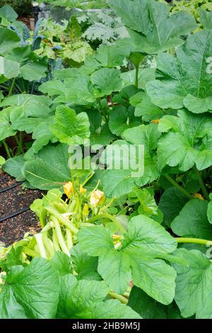 Issaquah, Washington, Stati Uniti. Patty Pan piante di squash Foto Stock