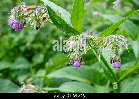 Issaquah, Washington, Stati Uniti. Arbusto Comfrey fiore comune, anche noto come Boneset, Knitbone, Quaker Comfrey, e sdrucciolevole-radice Foto Stock