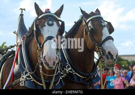 2 Clydesdales, primo piano, virata decorativa, grandi animali, cavalli da tiro, bay color, Budweiser Brewery, Equus ferus caballus, equine Foto Stock