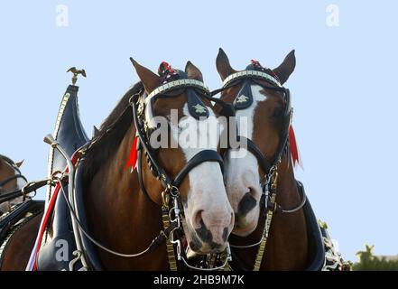 2 Clydesdales, testa insieme, primo piano, virata decorativa, grandi animali, Cavalli da tiro, colore della baia, Birreria Budweiser, Equus ferus caballus, equino Foto Stock