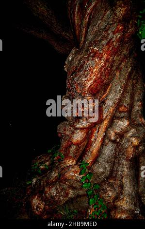 Immagine in primo piano verticale dei dettagli sulla corteccia Foto Stock