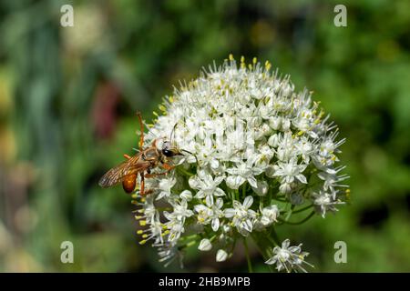 Issaquah, Washington, Stati Uniti. Grande Golden Digger Wasp su una testa di semi di cipolla Foto Stock
