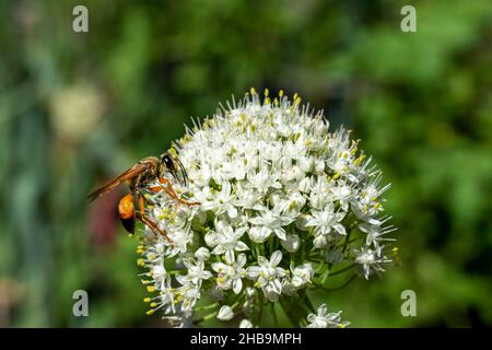 Issaquah, Washington, Stati Uniti. Grande Golden Digger Wasp su una testa di semi di cipolla Foto Stock