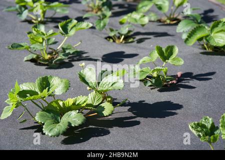 Il letto con fragole è coperto da un panno nero. Foto di alta qualità Foto Stock