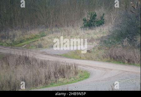 Un capriolo selvaggio (Capreolus capreolus) guarda sopra, immobile nella speranza di non essere avvistato, Salisbury Plain UK Foto Stock