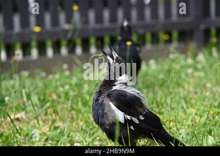 Il magpie australiano si alza a voce mentre si alza su un prato in un cortile suburbano, con un altro magpie, fuori fuoco, che canta sullo sfondo Foto Stock