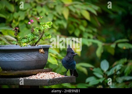 Issaquah, Washington, Stati Uniti. Steller's Jay mangiare una arachidi da una pentola di fiori per gerani in autunno. Foto Stock