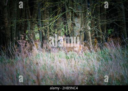 Un capriolo selvaggio (Capreolus capreolus) guarda sopra, immobile nella speranza di non essere avvistato, Salisbury Plain UK Foto Stock