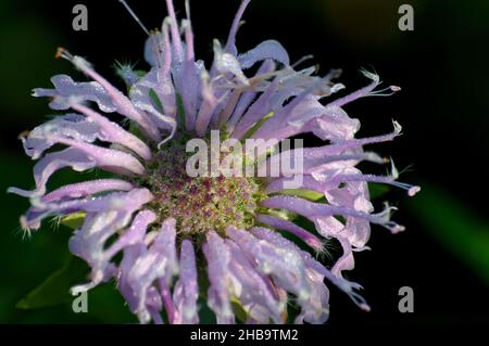 Un fiore viola Bee Balm alla luce del sole del mattino Foto Stock