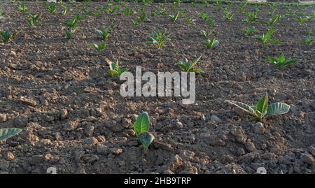 Molte piccole piante di tabacco in una fila, su una fattoria Amish alla luce del sole del mattino Foto Stock