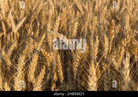 Il grano dorato si dirige pronto per la raccolta in un campo di grano di una fattoria Amish a Lancaster, Pennsylvania Foto Stock
