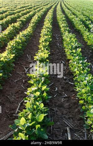 Soia in file lunghe su terreni agricoli, Lancaster, Pennsylvania Foto Stock