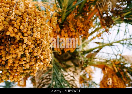 Grandi grappoli di datteri gialli su rami di palma. Primo piano Foto Stock