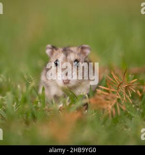 Primo piano di un criceto Djungariano (Phodopus sungorus), noto anche come criceto Siberiano. Fotografato in Israele nel mese di luglio. Foto Stock