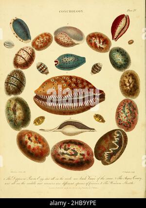 Illustrazione degli shell. Conchology è la raccolta e lo studio delle conchiglie dei molluschi. Incisione a copperplate a mano dell'Enciclopedia Londinensis, OR, Universal Dictionary of Arts, Sciences, and Literature; Volume V; a cura di John Wilkes. Pubblicato a Londra, Gran Bretagna, nel 1810. Foto Stock