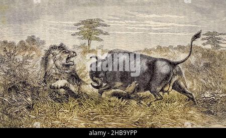 Illustrazione di una mucca di bufala che difende il suo vitello dal libro 'viaggi e ricerche in Sud Africa; di cui sedici anni di residenza all'interno dell'Africa' del Dr. David Livingstone. Pubblicato a New York, USA, da Harper e Brothers nel 1858. Foto Stock