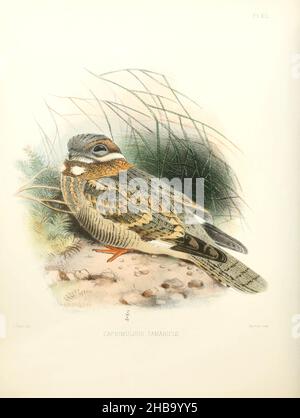 Illustrazione di un nightjar nubiano (Caprimulgus nubicus, qui come Caprimulgus tamaricis), una specie di nightjar della famiglia Caprimulgidae. Si trova a Gibuti, Egitto, Eritrea, Etiopia, Israele, Kenya, Oman, Arabia Saudita, Somalia, Sudan, E Yemen. Illustrazione da 'The Survey of Western Palestine. La fauna e la flora della Palestina" di Henry Baker Tristrom (1822-1906). Pubblicato dal Comitato del Fondo per l'esplorazione della Palestina, Londra, 1884. Foto Stock