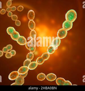 Batteri Leuconostoc, illustrazione del computer. Si tratta di batteri gram-positivi, coccoidi, chemoorganoeterotrofici, facultativamente anaerobici (procarioti Foto Stock