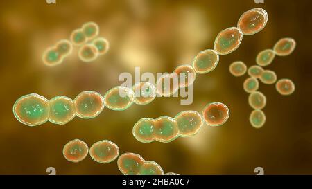 Batteri Leuconostoc, illustrazione del computer. Si tratta di batteri gram-positivi, coccoidi, chemoorganoeterotrofici, facultativamente anaerobici (procarioti Foto Stock