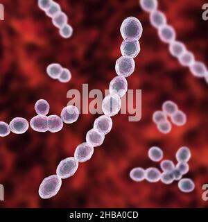 Batteri Leuconostoc, illustrazione del computer. Si tratta di batteri gram-positivi, coccoidi, chemoorganoeterotrofici, facultativamente anaerobici (procarioti Foto Stock