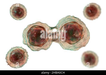 Divisione delle cellule staminali, illustrazione. Foto Stock