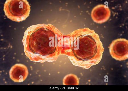 Divisione delle cellule staminali, illustrazione. Foto Stock