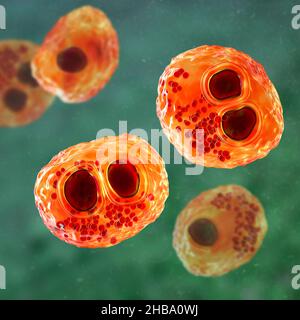 Citomegalovirus umani (HCMV) in una cellula che produce 'occhio del gufo' corpi di inclusione, illustrazione del calcolatore. Le cellule sono multinucleate con vacuolizzazione perinucleare. HCMV è un membro della famiglia degli herpesvirus. Ha un elevato tasso di infezione ed è una delle principali cause di malattia nei neonati vulnerabili e nei pazienti immunocompromessi, ma in genere non causa la malattia negli adulti sani. Foto Stock