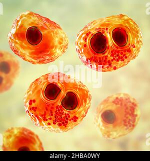 Citomegalovirus umani (HCMV) in una cellula che produce 'occhio del gufo' corpi di inclusione, illustrazione del calcolatore. Le cellule sono multinucleate con vacuolizzazione perinucleare. HCMV è un membro della famiglia degli herpesvirus. Ha un elevato tasso di infezione ed è una delle principali cause di malattia nei neonati vulnerabili e nei pazienti immunocompromessi, ma in genere non causa la malattia negli adulti sani. Foto Stock