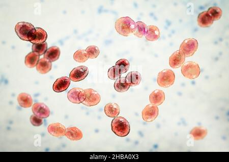 Batteri Lactococcus, illustrazione del computer. I Lactococcus sono cocci Gram-positivi, batteri lattici utilizzati nell'industria casearia nella produzione di formaggio. Sono stati isolati anche da infezioni del tratto urinario e endocardite. Foto Stock