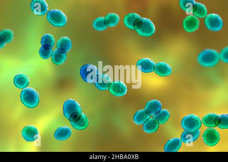 Batteri Lactococcus, illustrazione del computer. I Lactococcus sono cocci Gram-positivi, batteri lattici utilizzati nell'industria casearia nella produzione di formaggio. Sono stati isolati anche da infezioni del tratto urinario e endocardite. Foto Stock