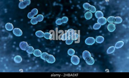 Batteri Lactococcus, illustrazione del computer. I Lactococcus sono cocci Gram-positivi, batteri lattici utilizzati nell'industria casearia nella produzione di formaggio. Sono stati isolati anche da infezioni del tratto urinario e endocardite. Foto Stock