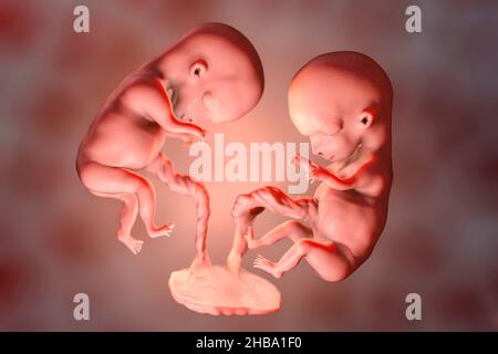 Gravidanza multipla, illustrazione. Gemelli monozigoti nell'utero che condividono la stessa placenta. Questo è il periodo fetale iniziale tra la settimana 8 e la settimana 16. Foto Stock