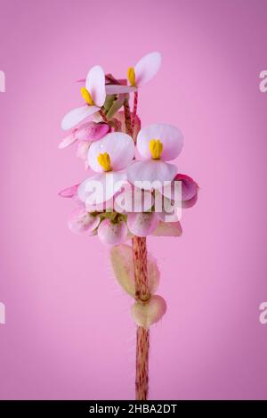 begonia rosa, primo piano di un fiore ornamentale isolato su sfondo rosa Foto Stock