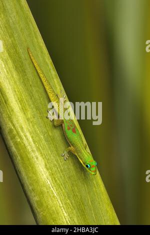 Cute oro polvere gecko poggiante su foglia verde brillante. Foto Stock