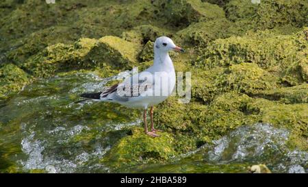 Primo piano di un gabbiano su una roccia con la muschio Foto Stock